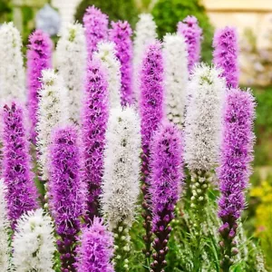 LIATRIS~BLAZING STAR~FLOWER BULBS~PLANTS GROW 3-4 FT TALL~ATTRACT BUTTERFLIES!!! - Picture 1 of 12