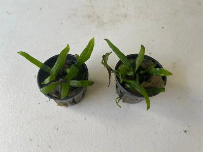 Rare Mini Philippine Java Fern, Aquarium, Fish Tank Plant. - image 1 of 2