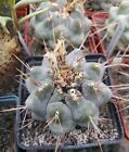  thelocactus hexaedrophorus v. fossulatus 20 SEEDS RARE  cactus cacti 
