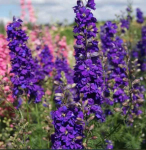 Delphinium LILAC SPIRE Purple Larkspur Cut Flowers Early Blooms NonGMO 100 Seeds - Picture 1 of 10