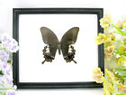 Papilio aegeus - vrai beau papillon préparé en vitrine - qualité musée