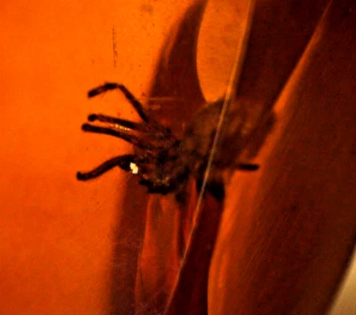 Bernstein mit versteinerter eingebetteter SPINNE, aus Burma 1,06 grs - Bild 1 von 4