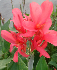 Canna Lily PINK MAGIC 1 Live Flower Plant Bulb Dwarf Tropical