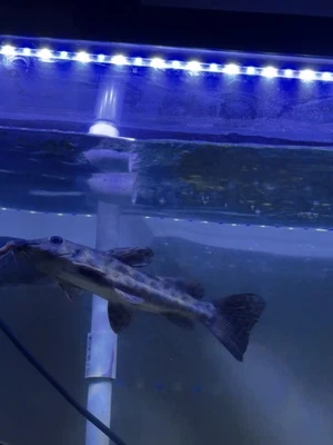 1 African Giraffe Catfish (~9") Beautiful Fish - Image 1 of 4