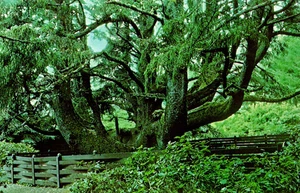 Octopus Tree Oregon Coast, Sitka Spruce Rain Forest Near Tillamook Postcard - Picture 1 of 2