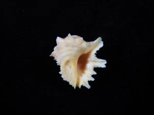 Sea Shell Drupa grossularia 22 mm ID#8161 - Imagen 1 de 3