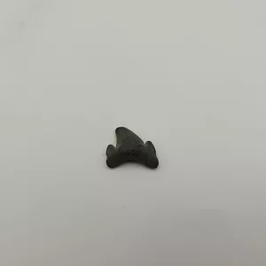 Cretolamna apendiculata diente fósil caballa extinto tiburón cretácico NJ - Imagen 1 de 7