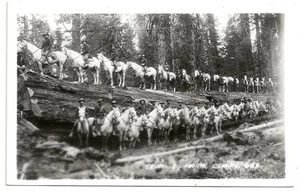 VINTAGE EARLY 1900's TROOP 1 FOURTH CALVALRY CA. U.S.A. PHOTOGRAPHIC POSTCARD - Picture 1 of 2