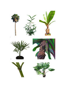 Winterharte Palmen , Bananen , Yucca's , Agaven & Bambus Samen -Sortenauswahl-