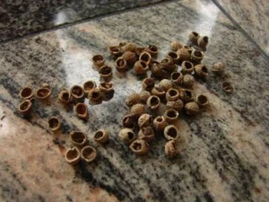 Three Coven Tree Bezoar Stones Magic Antique Goth Witchcraft Wealth Luck Magick - Picture 1 of 2