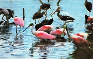 Roseate Spoonbills Everglades 77-16 M BP - Murphy Bros Press - 1977 Postcard - Picture 1 of 2