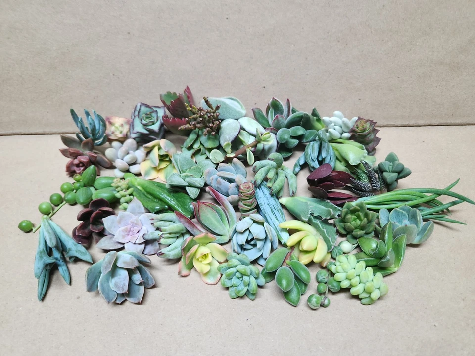 25 assorted succulent cuttings - Image 1 of 1