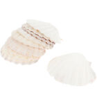 10 Natural White Scallop Shells for DIY Crafts and Food Serving-DS