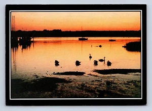 Swans at Low Tide Postcard By Bernard L. Gordon P329653 Unposted - Picture 1 of 2