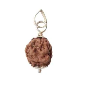 100% Original Nepali Thirteen Face Rudraksha (13 Mukhi Rudraksh) - Picture 1 of 3