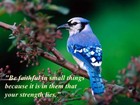 Blue Jay Blessed Wild Bird Refrigerator / Locker / Tool Box  Magnet  
