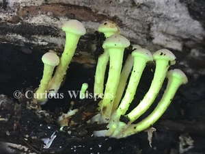 Set of 5 Greeting Cards - "Fluorescent Northwest Mushrooms" - Free Shipping - Picture 1 of 2