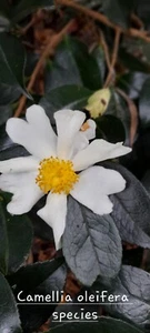 Shrub -RARE species Camellia oleifera - Picture 1 of 2