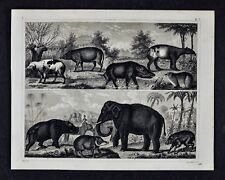 1849 Bilder Zoology Print Elephant Hippopotamus Tapir Wild Bore Razorback Pig