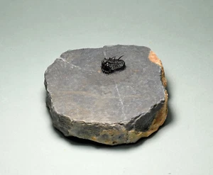 Very rare trilobite – Otarionella lkomalii - Picture 1 of 9