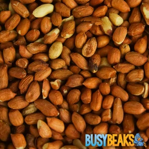 BusyBeaks Whole Peanuts - Fresh Premium Wild Garden Bird Energy Seed Food Feed - Picture 1 of 48