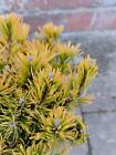 Pinus mugo"Carstens Wintergold"