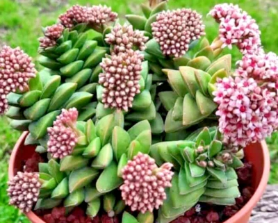 Succulent Crassula Springtime BRIDES BOUQUET 1 Live Rooted Plant Larger Buttons - Image 1 of 3