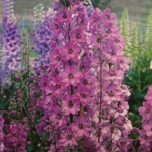 DELPHINIUM- PACIFIC GIANT SERIES * ASTOLAT VARIETY * SYMMETRICAL FLOWERS*3 INCH - Picture 1 of 1