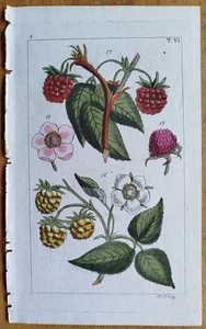Lampone - Guglielmo stampa originale colorata botanica - 1800 - Foto 1 di 1