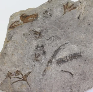 Blätter, Ptilophyllum & Ginkgoites, Kreide, Berrias, Duingen, Deutschland -m175 - Picture 1 of 6