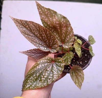 Begonia ‘Benigo Pink’ cane Begonia In A 4” Pot, Exact - Image 1 of 4