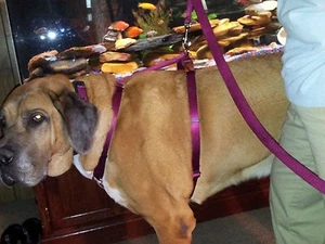 XX Verstellbares Hundegeschirr Mastiff, Bernhardiner, Pyrenäen USA Metallbeschläge - Bild 1 von 5