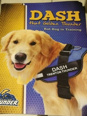 Trenton Thunder Dash Murciélago Perro Imagen 8x10 Tarjeta Fotográfica SGA Promoción Juego  Foto 1 de 2