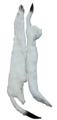 Tanned Weasel, Prime winter white with Black Tip Tail - Image 1 of 4