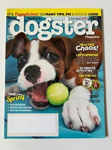 COTON DE TULEAR April May 2016 DOGSTER MAGAZINE Large Dogs Ireland Leptospirosis - Picture 1 of 8