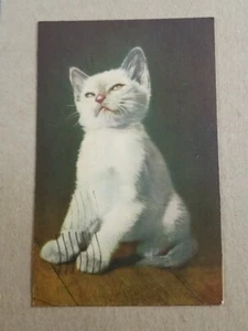 Postal suiza de colección gato gatito blanco publicada 1952 Suiza - Imagen 1 de 7