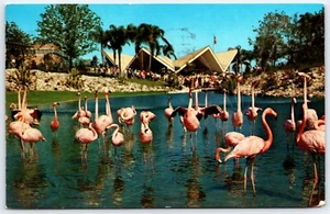 Carte postale FL Busch Gardens Tampa flamants roses à Lagoon Springs Taproom Bldg 1963 - Photo 1/2