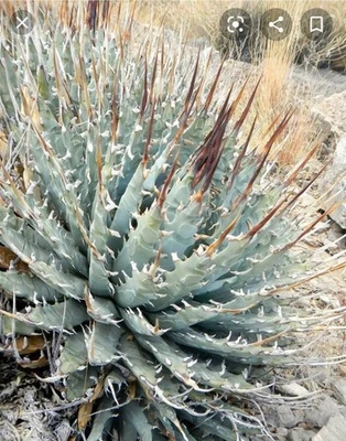 Agave utahensis Item #321 - Image 1 of 4