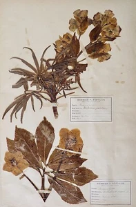 Botanique - Planche Herbier XIXe - Plantes séchées - Rose de Noël - Imagen 1 de 5