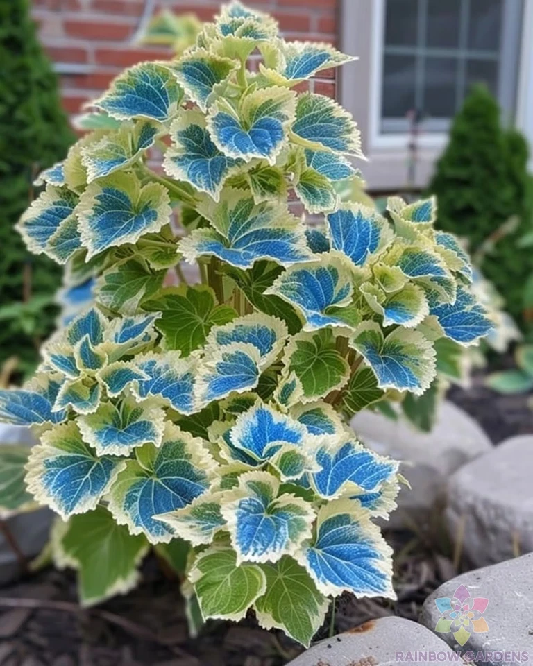 25 + 蓝色矮人 Coleus 种子用于花园种植 - 美国 - 免费送货! — 第 1/1 张图片