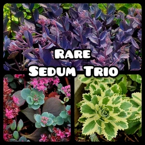 Sedum Cuttings TRIO Atlantis, Red Canyon Cauticola Coca Cola Stunning Succulents - Picture 1 of 5