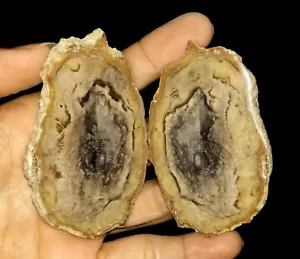 FÓSIL DE MADERA PETRIFICADA, PAR DE REBANADAS CORTADAS, DE JAVA, INDONESIA, 64 MM Y 68 MM - Imagen 1 de 7