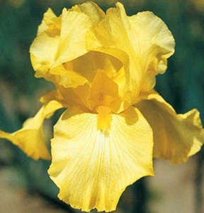 25 plants Bare root starters of yellow iris Rhizome starter plants - Picture 1 of 2