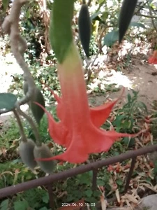 30 SAMEN Brugmansia - Ich glaube, es ist EQUADOR PINK - FOTOS AUS MEINER ANLAGE - Bild 1 von 3
