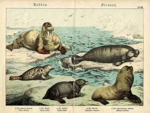 1886 SCHUBERT CHROMOLITHOGRAPHIE Seekuh, Robbe, Walross, Seelöwe, Seebär - Bild 1 von 3