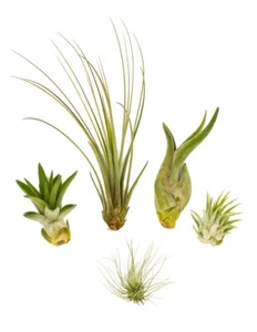 MINI Tillandsien 5er Mix, Tillandsia, Bromeliengewächs - Bild 1 von 4
