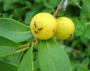 Guayaba híbrida BeauFlora (guayaba limón, planta de plántulas) 1 planta de raíz desnuda - Imagen 1 de 1