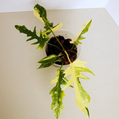 Planta rara Philodendron Tortum X Florida Beauty abigarrada (planta exacta) Foto 1 de 3