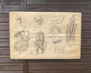 Carta escolar anatómica original de los años 50 dientes humanos y sistema digestivo - Imagen 1 de 15