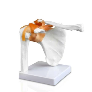 Parco Scientific PB00034 Right Shoulder Joint Model, Life Size, 8" x 7" x 4.5" - Picture 1 of 7